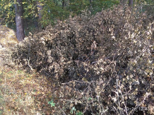 03.02.2020 CAPELA_27