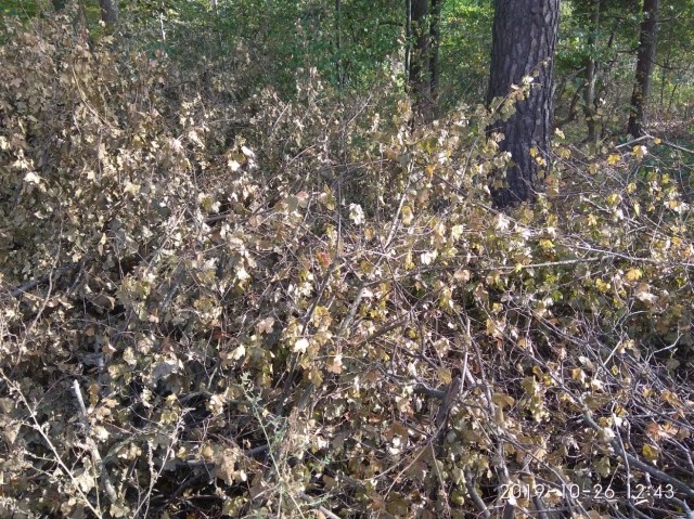 03.02.2020 CAPELA_28