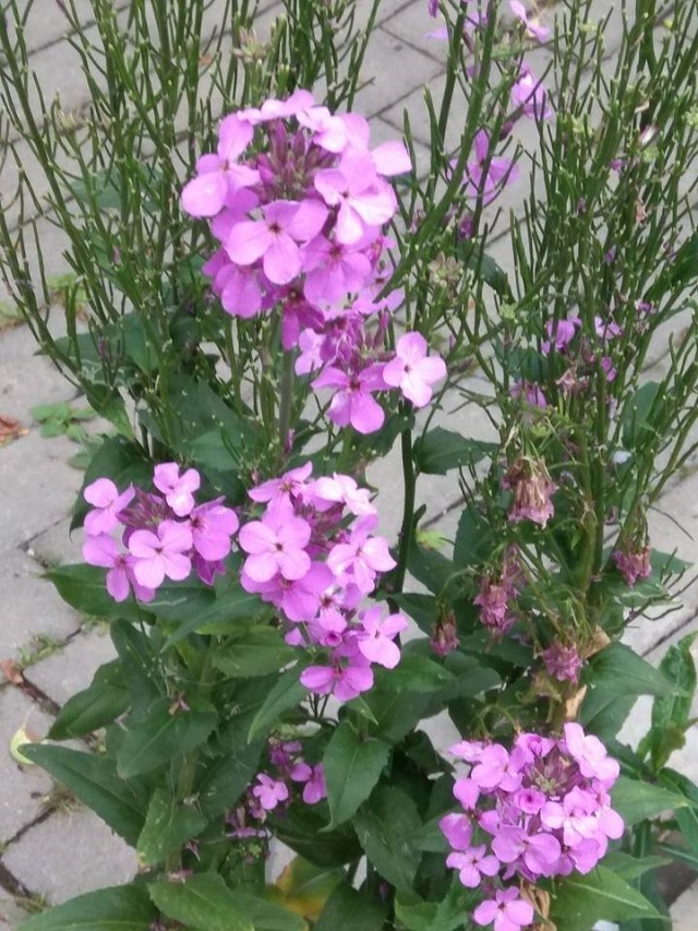 16.07.2020 Olanesti17