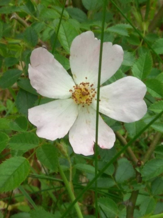 16.07.2020 Olanesti21