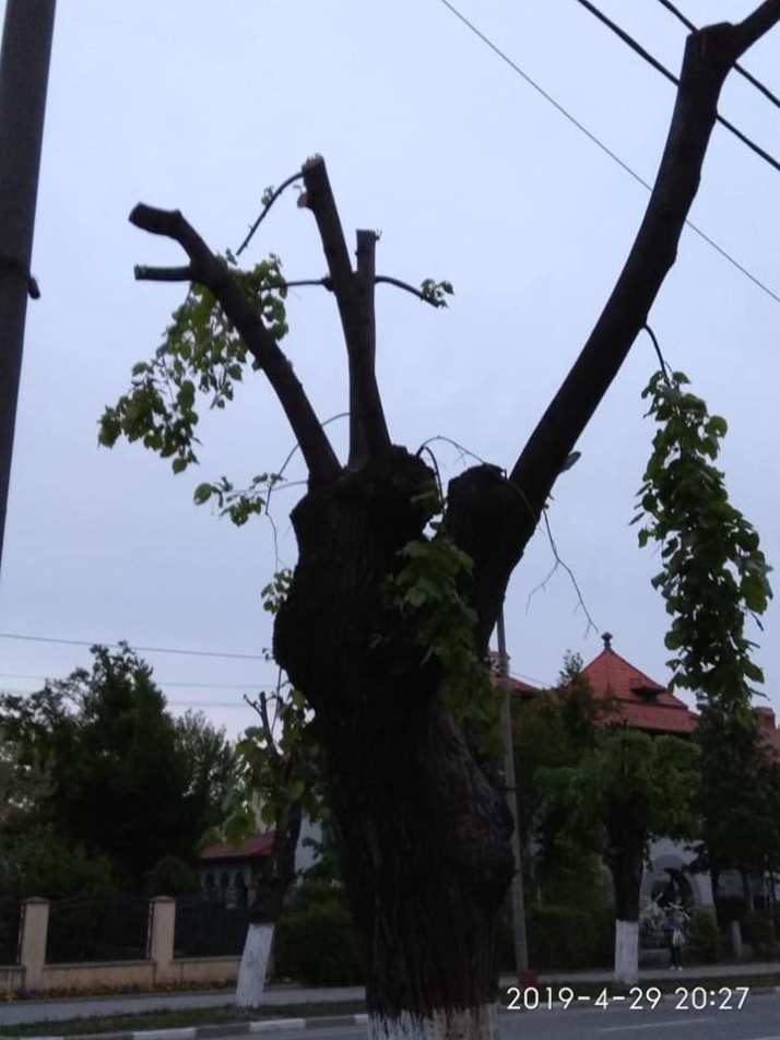 59662139_398837214291773_1823448895460474880_n