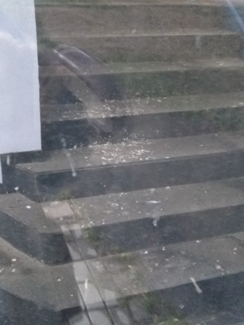 29.07.2021 pasarela5