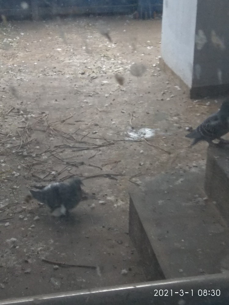 02.08.2021 pasarela2